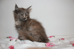 Maine Coon Kitten mit Stammbaum