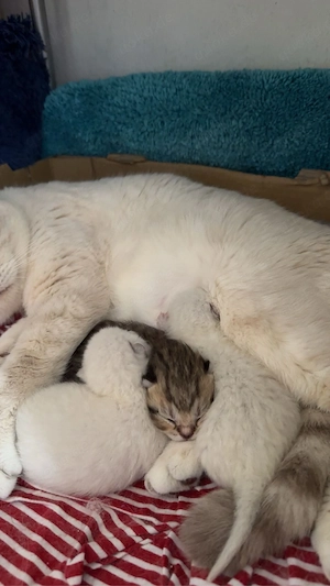 BKH Kitten