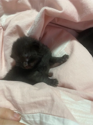    Süße schwarze Kitten suchen ein liebevolles Zuhause   