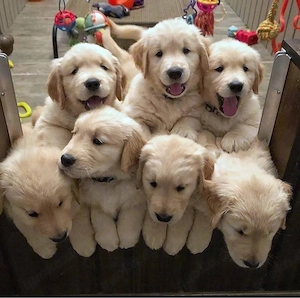 Golden Retriever Welpen