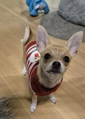 Chihuahua Hündin 1 Jahr 