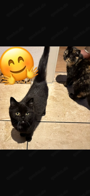 Bkh Perser kitten Baby 5 Monate alt Kater 