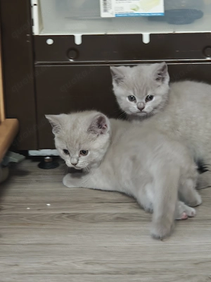 BKH Kitten Lilac Wunderschön