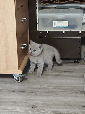 BKH Kitten Lilac Wunderschön