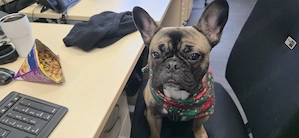 Französische Bulldogge männlich Junghund