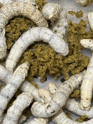 Silkworms Seidenraupen Bombyx mori Reptilienfutter zu verkaufen!