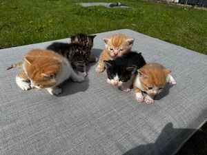 Baby Kitten