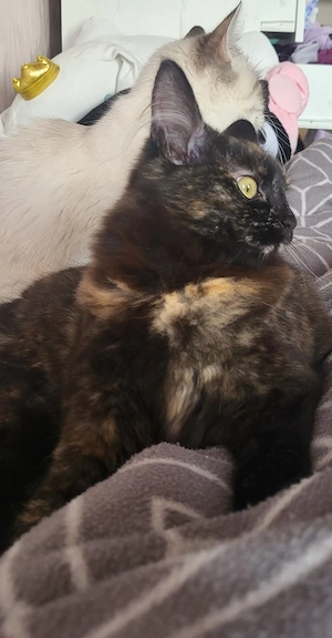 sibirische waldkatze glückskatze Schildplatt