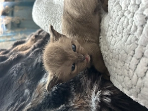 Burma Kitten  reinrassige!!!