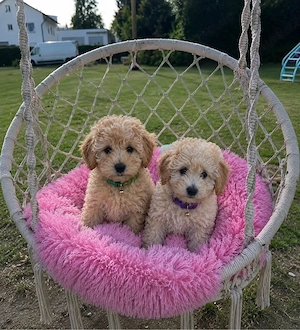 Exklusive Maltipoo Rüden   