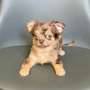 Schöne Kleine Chihuahua Welpen 