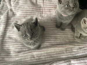 BKH kitten 