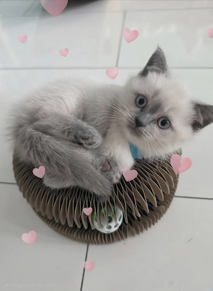 Sehr hübsche Britisch Kurzhaar - Happy Colour Point Kitten mit blauen Augen