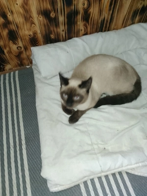 bkh Mischling kater