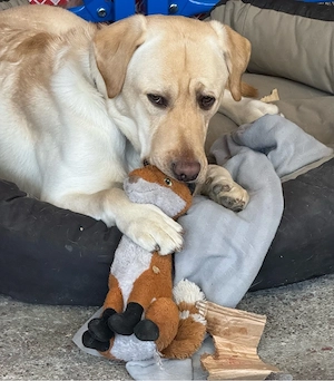 ein neues Zuhause gesucht  Bild 3