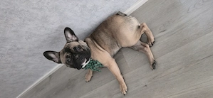 Französische Bulldogge 1Jahr alt - Junghund