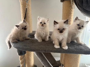 Baby Heilige Birma (Blue-Point)