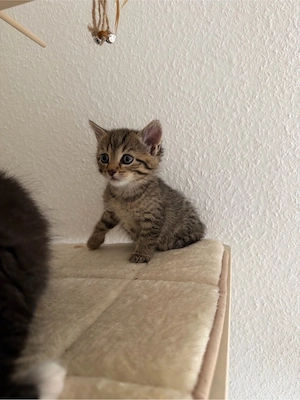bkh mix kitten 