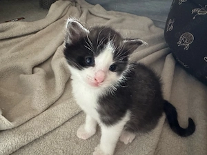 Maine coon mix kitten 