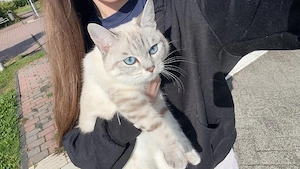 BKH Katze Jung 