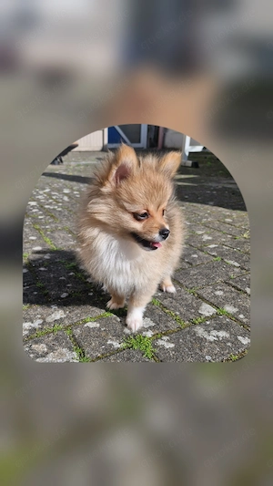 Zwergspitz Pomeranian Weibchen