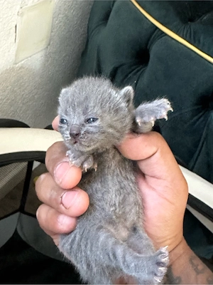 BKH kitten