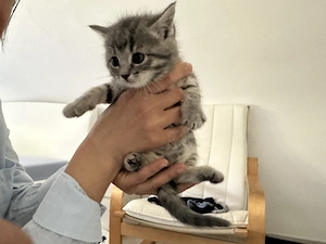 4 liebe BKH Kitten in liebevolle Hände abzugeben! Bild 3