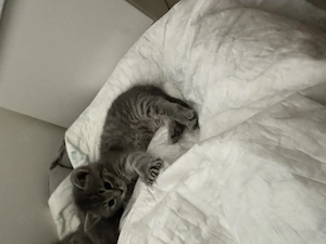 4 liebe BKH Kitten in liebevolle Hände abzugeben! Bild 5