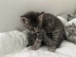 4 liebe BKH Kitten in liebevolle Hände abzugeben! Bild 4