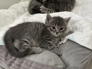 4 liebe BKH Kitten in liebevolle Hände abzugeben! Bild 2