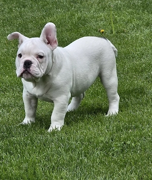 Vollständig geimpft New English Bulldog 