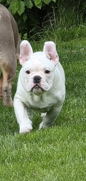Vollständig geimpft New English Bulldog 