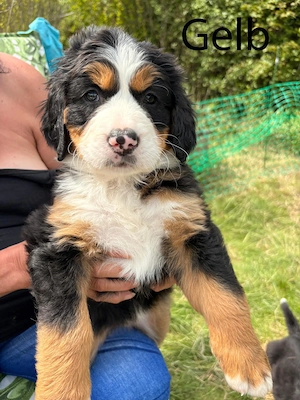 Drei süße Berner Bärchen suchen ein liebevolles für immer zu Hause 