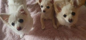 Pomchi Chihuahua Welpen