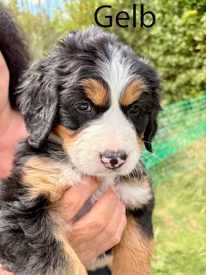 Drei süße Berner Bärchen suchen ein liebevolles für immer zu Hause 
