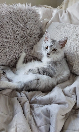 Maine coon Kitten mit Stammbaum 