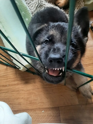 Hübsche Malinos Schäferhund Mix Welpen 