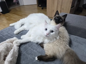 Wunderschönes Katzenpaar sucht liebevolles Zuhause  
