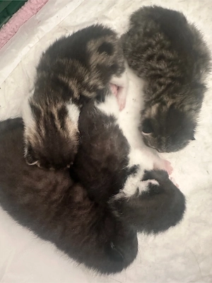 babykitten
