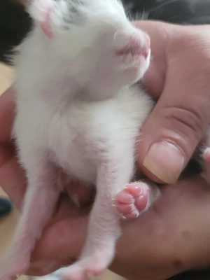 babykatze abzugeben  Bild 4