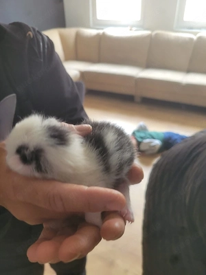 babykatze abzugeben  Bild 2