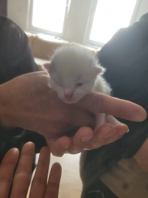 babykatze abzugeben  Bild 3