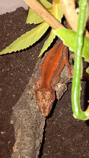 höckerkopfgecko pärchen tausch möglich (prwis verhandelbar!)