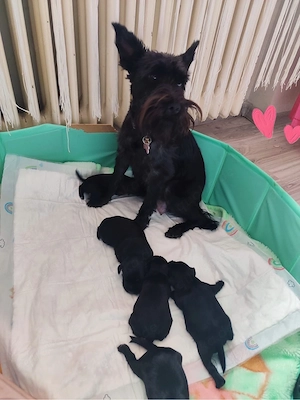 Reinrassige Zwergschnauzer Welpen suchen liebevolles Zuhause