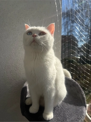 bkh katze mit verschiedenen augen 