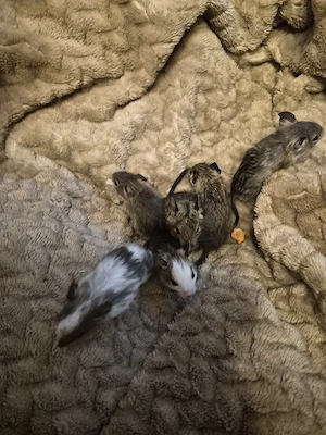 Süße Degu Babys  Bild 3