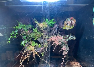 Dendrobaten terrarium 