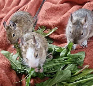 Süße Degu Babys  Bild 2