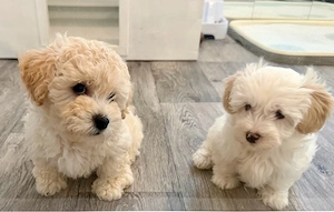Maltipoo Welpen suchen Zu Hause auf Lebenszeit