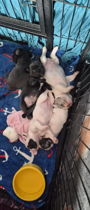 Französische-Bulldoggen-Welpen 